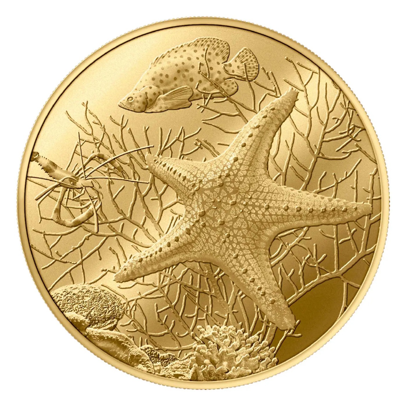 France - Médaille 2025 cuivre-nickel-aluminium - Etoile de mer / Aquarium de La Rochelle