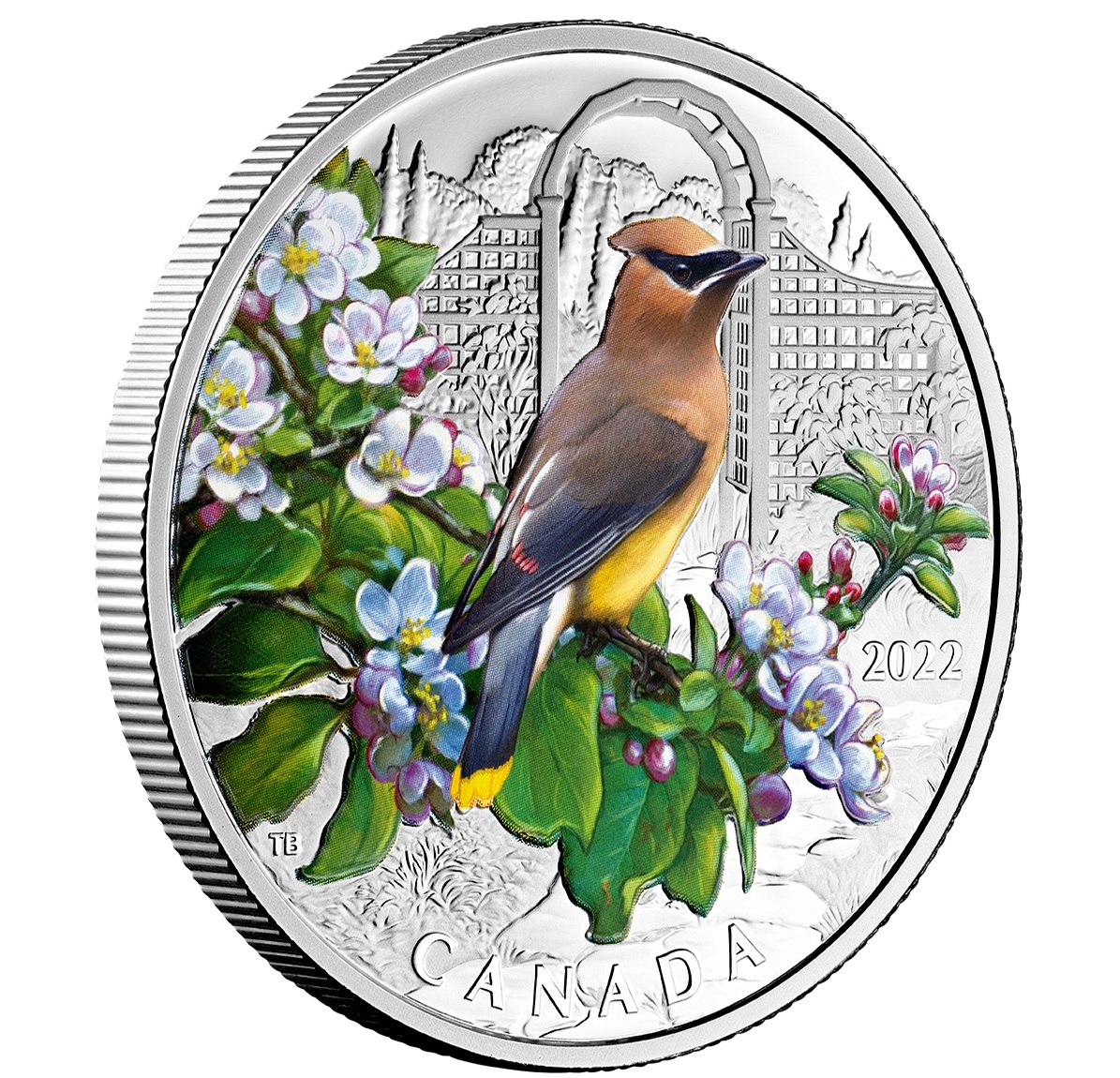 Canada - Pièce 20 Dollars 2022 argent BE - Jaseur d’Amérique – Image 4