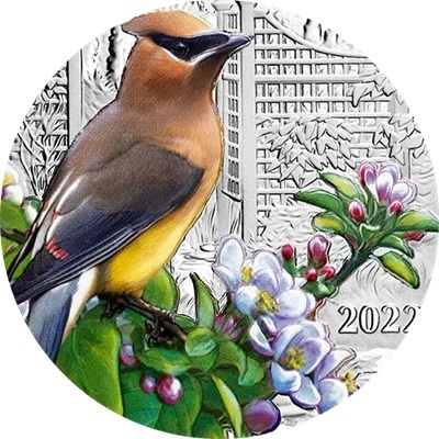 Canada - Pièce 20 Dollars 2022 argent BE - Jaseur d’Amérique – Image 6