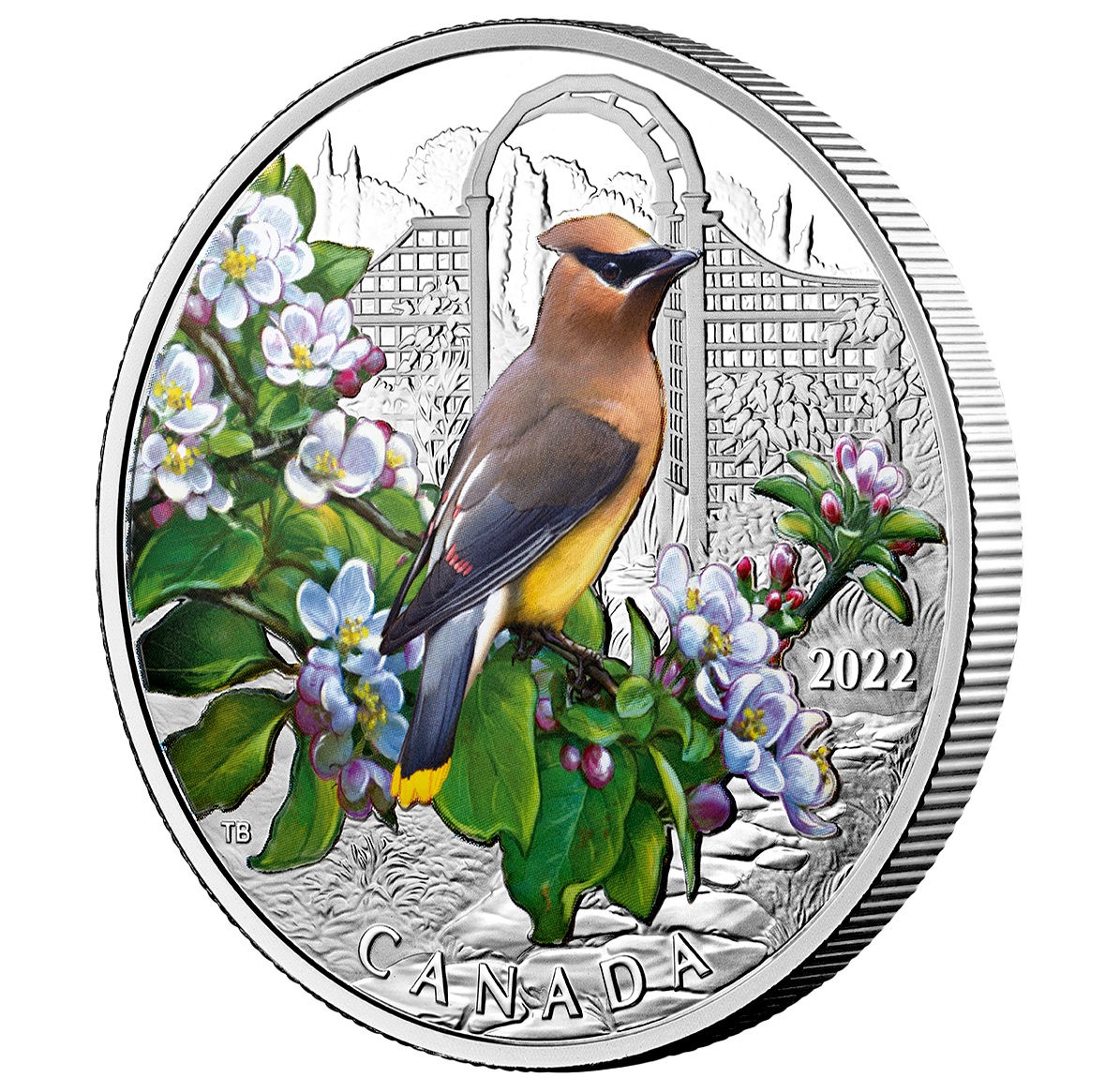 Canada - Pièce 20 Dollars 2022 argent BE - Jaseur d’Amérique – Image 3