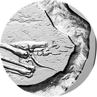 Canada - Pièce 50 Dollars 2026 argent BE - Dinosaures canadiens – Image 5