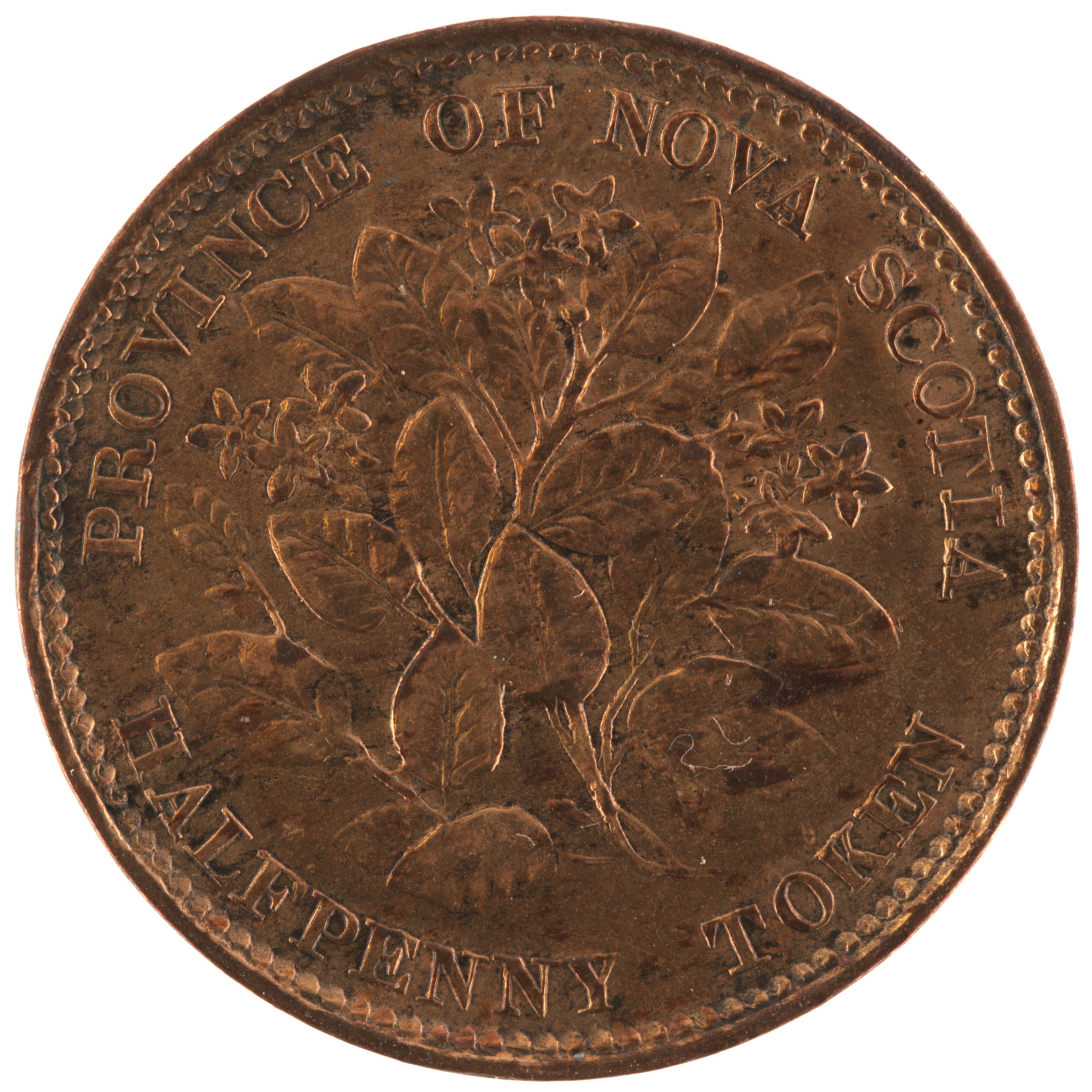 Nouvelle-Ecosse - Pièce Halfpenny 1856 bronze - Victoria / Fleurs de mai – Image 2